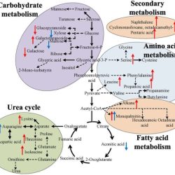 Which of the following is true regarding metabolic pathways