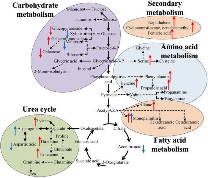 Which of the following is true regarding metabolic pathways