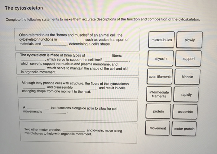 Which of the following statements about the cytoskeleton is correct