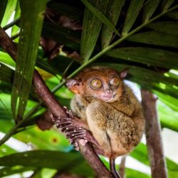 Which of the following is true about tarsiers