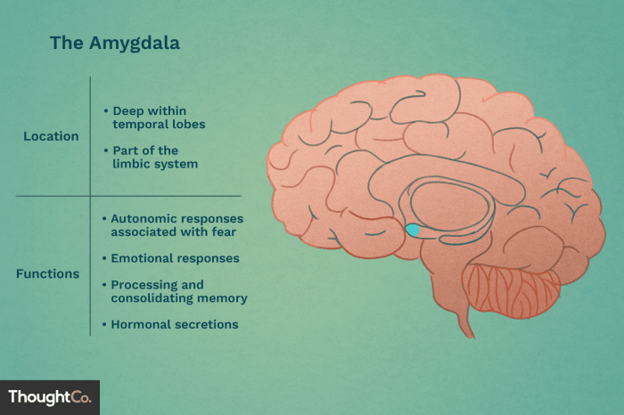 Amygdala brain neura library system nervous