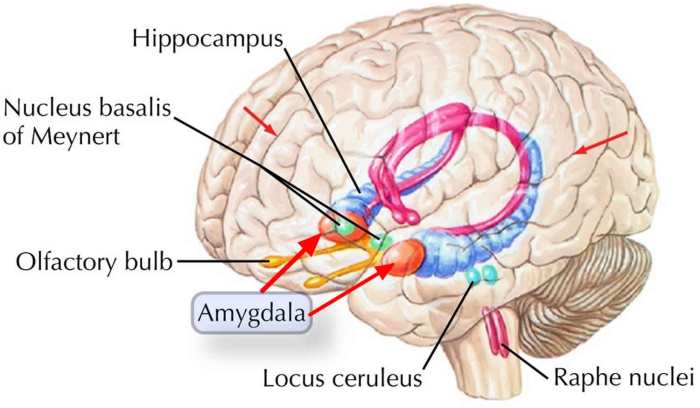 Brain parts involved in fight or flight crossword