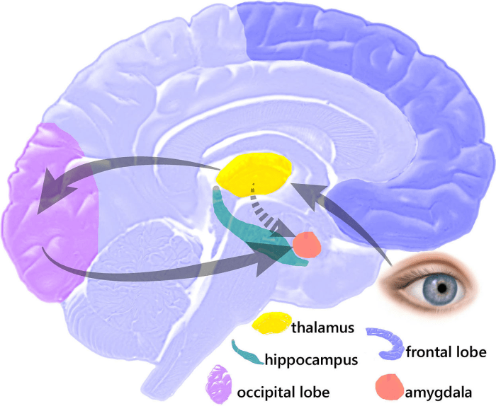 Brain parts involved in fight or flight crossword